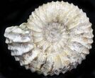 Pavlovia Ammonite Fossil - Siberia #29766-1